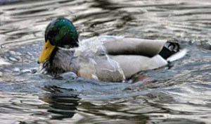 Water off a Duck's Back