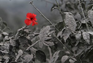 Beauty from ashes in Sumatra Hibiscus flower is seen on ash-covered plant at Mardingding village in Karo district, Indonesia's north Sumatra province