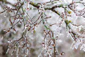 TX_Icestorm_3