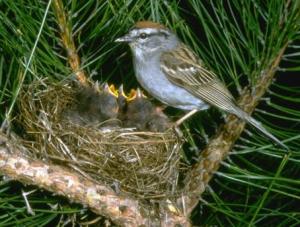 Sparrow chicks